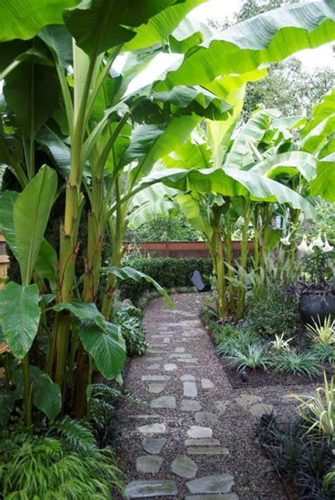 Growing Banana Trees In Your Yard Banana Trees Landscape Tropical