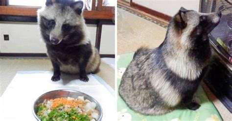 Theres A Japanese Dog That Looks Like A Raccoon And The Internet Is