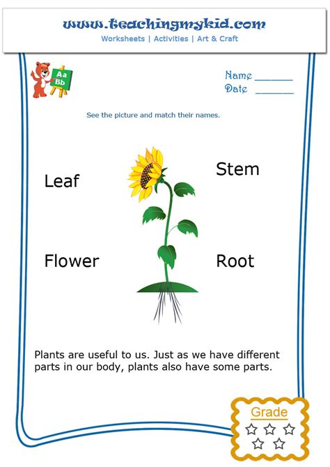Kindergarten Learning Match The Parts Of A Plant