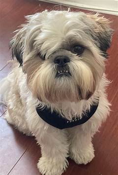 Emo Tonight Will Be The Night