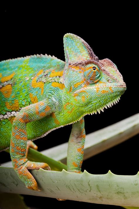 Close Up Of Panther Chameleon Nosy Be Tail Stock Image