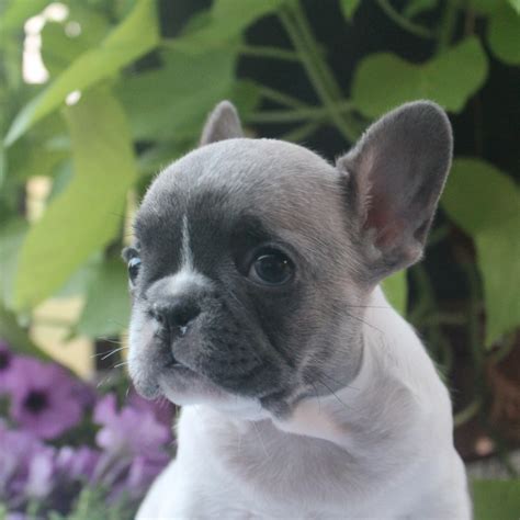 The cutest, the tinniest, the finest. Your Home For Fine Quality Blue French Bulldog Puppies In ...