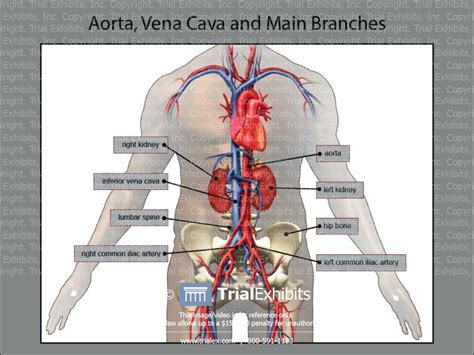 Aorta Vena Cava And Main Branches Trial Exhibits Inc