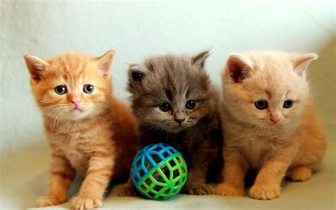 Three Kittens Hd Desktop Wallpaper Widescreen High Definition