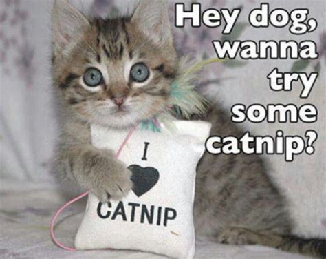 Catnip Puppies And Kitties Funny Cats And Dogs Bad Cats Cats And