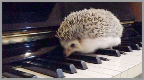 With tenor, maker of gif keyboard, add popular cute baby hedgehog animated gifs to your conversations. Hedgehog Vines - Cute Hedgehogs That Run, Hide, Play and ...