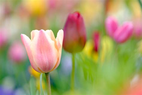 Some examples of spring bulbs are hyacinth, tulip and daffodil. Spring Tulips & Blossoms in Spring 2017 | dav.d photography