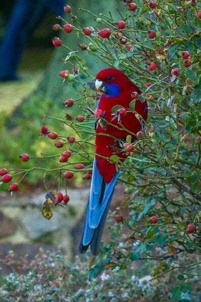 Bello Bellissimo Birds Beautiful Birds Pet Birds