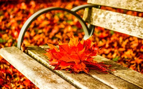 10 Top Autumn Leaves Wallpaper Widescreen Full Hd 1080p For Pc