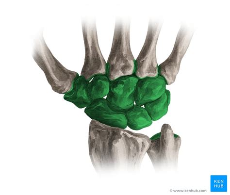 Carpal bones: Anatomy, relations and mnemonic | Kenhub