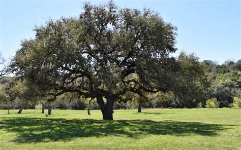How To Plant A Live Oak Tree In Texas The Urban Foresters