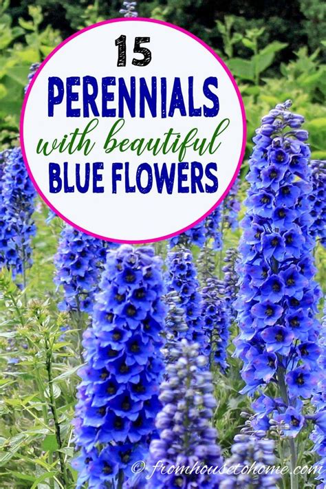 Blue Flowering Perennials 15 Easy To Grow Plants Gardeners Oasis Blue Flowering Plants