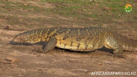 african monitor lizard 02 by bob langrish ubicaciondepersonas cdmx gob mx