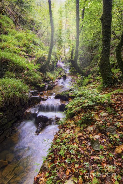 Autumn Forest Stream Photograph By Ian Mitchell Fine Art America