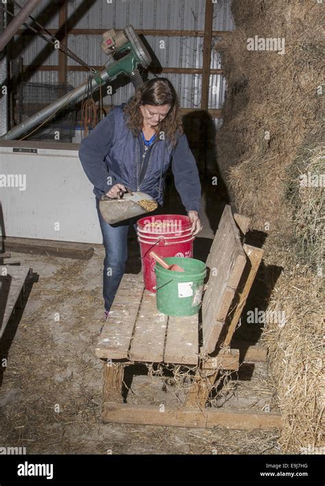 Mature Woman Getting Feed For Her Livestock Stock Photo Alamy