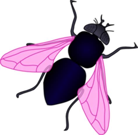 Download High Quality Fly Clipart Color Transparent Png Images Art