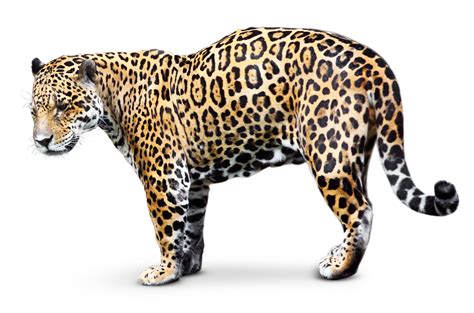 √ Jaguar Tropical Rainforest Animals Jaguar Description Habitat Image