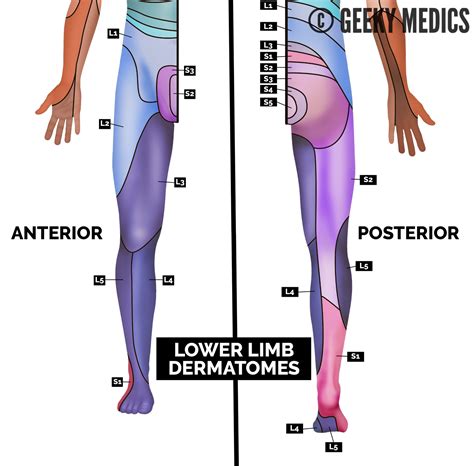 Dermatomes Myotomes Lower Extremity Images And Photos Finder