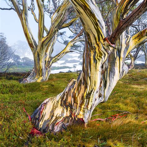 Snow Gums Snowy Mountains Nsw Jonathan Marks Photography