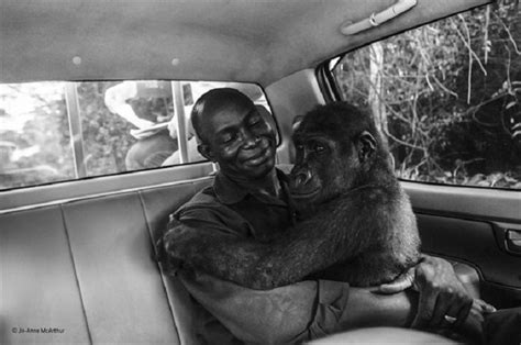 El Abrazo De Una Gorila Y Su Cuidador Ganó El Wildlife Photographer Of