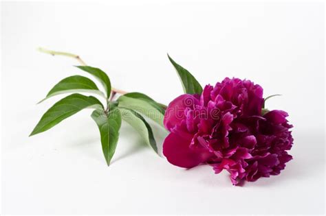 Pink Peony Stock Photo Image Of Blossom Flower Bunch 32221676