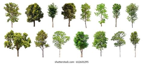 Isolated Trees On White Background Collection Stock Photo Edit Now