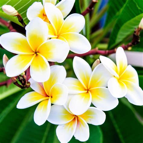 Exotic Rooted Plumeria Plants For Sale Online Frangipani Easy To