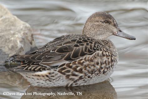 Green Winged Teal Duck Anas Crecca Find Out Information From The