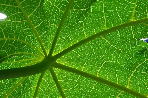 Green Leaf Nature · Free Photo On Pixabay