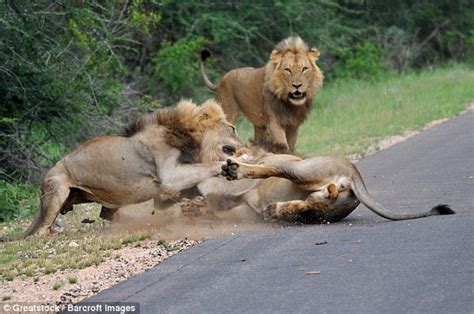 Kruger National Park Scene Of Intense Lion Fight Daily Mail Online