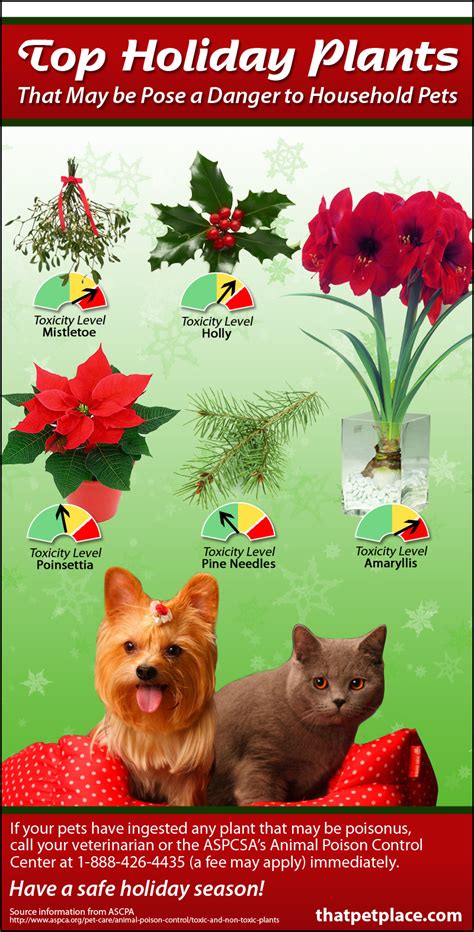 Flowers and plants poisonous to childrenfor children. Holiday plants that are toxic to pets - That Pet Blog