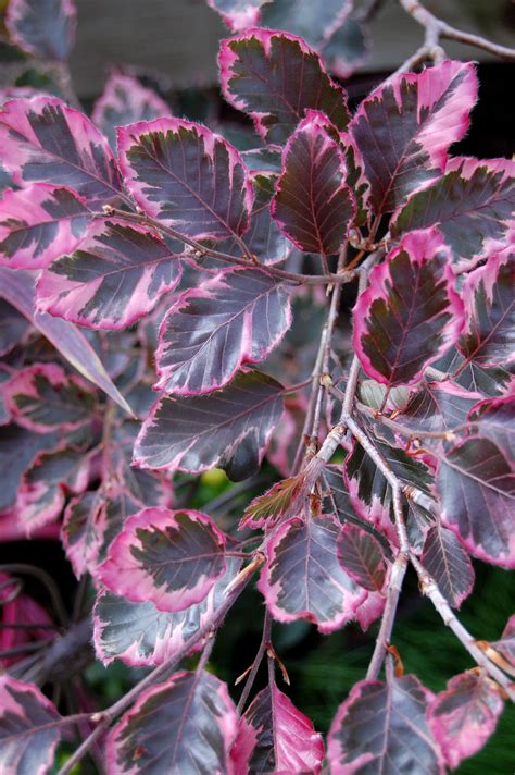 The Tri Color Beech Enjoy Pink White And Green Leaves Pink Leaf