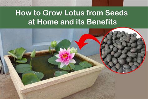 How To Grow Lotus From Seeds At Home And Its Benefits Plants Information