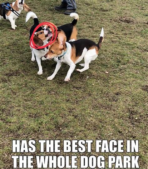 14 Funny Beagle Memes That Will Make You Smile Petpress