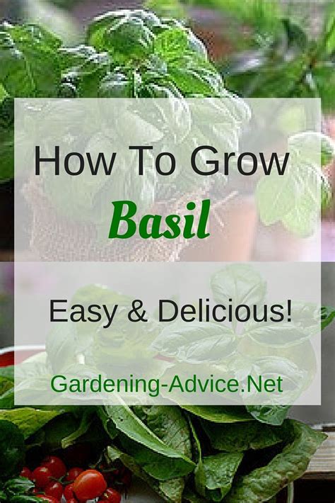 Growing Basil How To Grow Basil The Easy Way Growing Basil Growing
