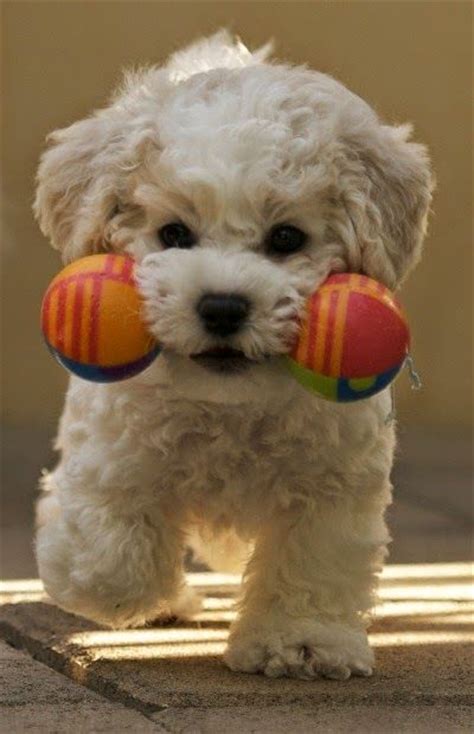 12 Reasons Why You Should Never Own Bichons