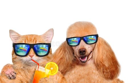 Cat And Dog Wearing Sunglasses Relaxing In The Sea Background Stock