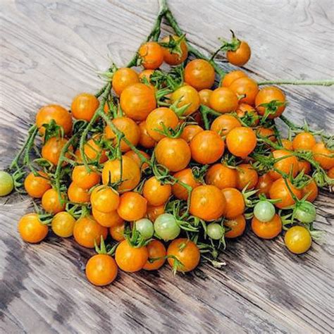 Tomate Cerise Orange Orange Centiflor Association Kokopelli