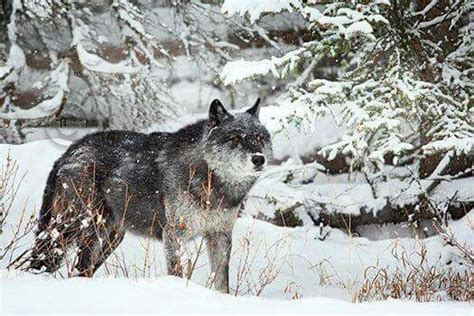 Wolf In Snow Animales Salvajes Animales Salvajes