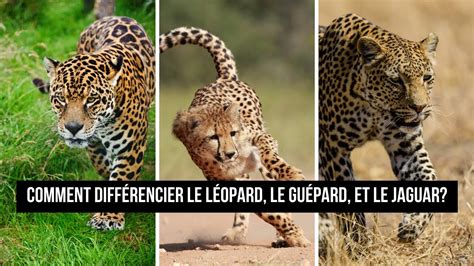 Comment Différencier Le Léopard Le Guépard Et Le Jaguar Youtube