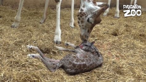 Watch The Moment A Baby Giraffe Is Born At Paignton Zoo Itv News