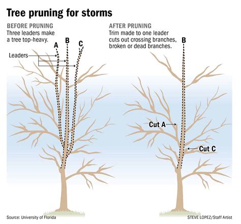 How To Trim Trees The Housing Forum