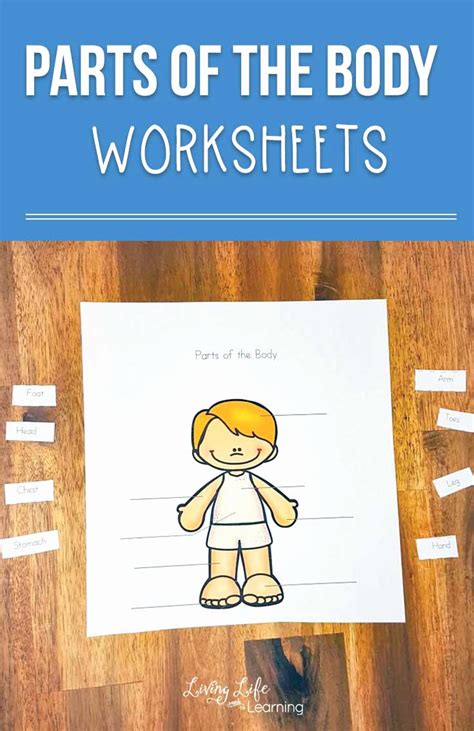 Body Worksheets For Preschoolers New Parts Of The Body Worksheets For