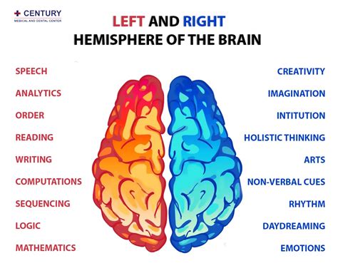 Left And Right Hemisphere Of The Brain Century Medical And Dental Center