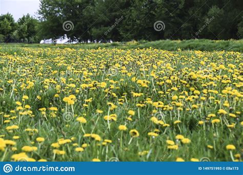 Field Of Yellow Dandelions Green Meadow Grass Stock Image Image Of