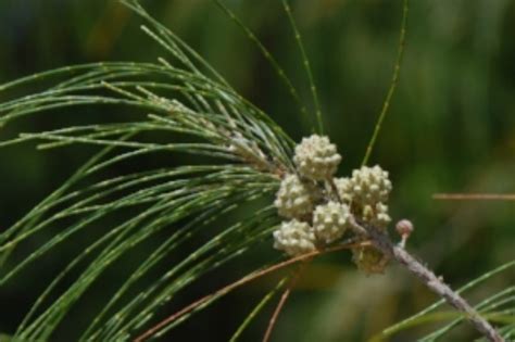 Australian Pine Casuarina Equisetifolia — Center For The Study Of The