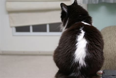 7 Bicolor Pattern Variations In Cats And Why They Occur Pethelpful