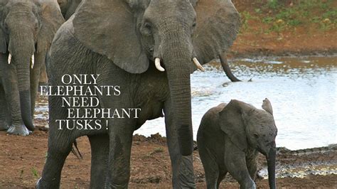Petition · Ban The Ivory Trade Stop The Elephant Slaughter ·