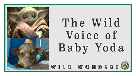 The Wild And Wonderful Voices Of Baby Yoda Youtube