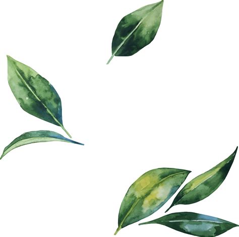 Download Watercolor Leaves Png Transparent Image Full Size Png Image